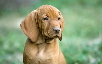 Animals, Dog, Muzzle, Sadness, Puppy, Ears, Sorrow, Eared HD wallpaper
