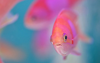 Animals, Water, Fish, Swims, Floats HD wallpaper