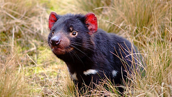 Tasmanian Devil , Tablet HD wallpaper