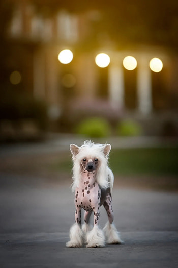 African dog breeds, Greyhound and Saluki, Unique canines, African heritage HD phone wallpaper