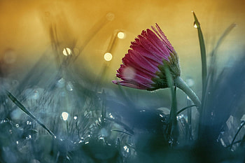 *, drops, nature, flowers, flower HD wallpaper