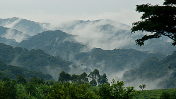 Virunga National Park, Congo, Alpha wild safaris, Limited HD wallpaper