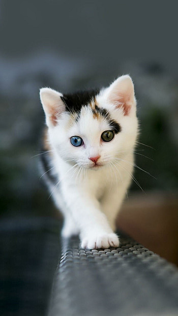 Cute kittens , Mobile companions HD phone wallpaper