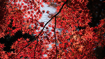 Japanese, Maple Tree HD wallpaper