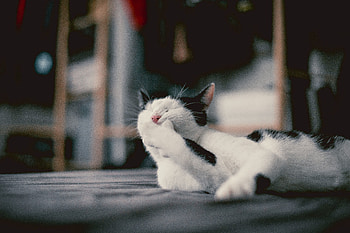 Funny, Animals, Cat, Lies, Emotions, Paw HD wallpaper