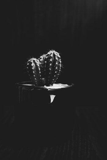 Needle, Plant, Bw, Chb, Cactus HD phone wallpaper