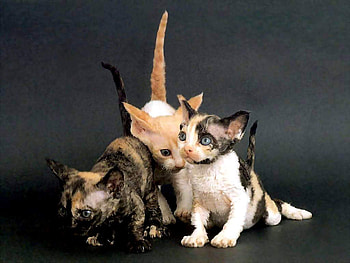 Kittens playing, animal, kitten, cat, play HD wallpaper
