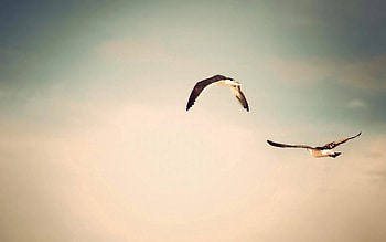 Animals, Birds, Sky, Flight HD wallpaper