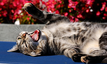 KO, animal, tired, flower, cats, cat HD wallpaper