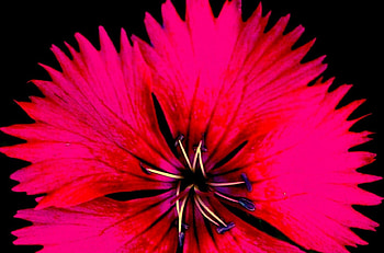 I'm ready for my close-up, red, flower HD wallpaper