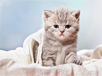 The sleeping time is over, kitten, kitty, time, over, blanket, cat, sleeping, fluffy HD wallpaper