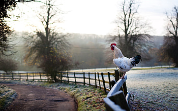 Animals, Nature, Trees, Grass, Sky, Rooster, Cock HD wallpaper
