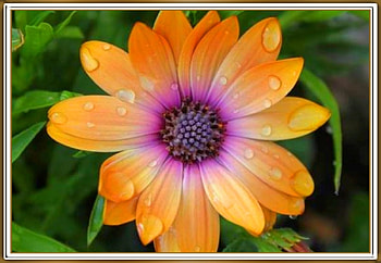 BEAUTIFUL DAISY, NATURE, DAISY, BEAUTIFUL HD wallpaper