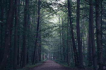 Nature, Trees, Forest, Fog, Path HD wallpaper