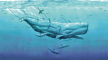 Moby Dick, whale, white, dick, moby HD wallpaper