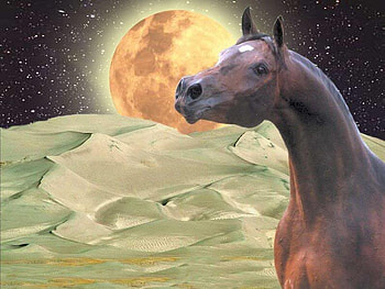 Moon Horse, earth, planets, moon, arabians, space, sun, rocks HD wallpaper
