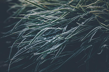 Winter, Grass, Ice, Macro, Frozen HD wallpaper