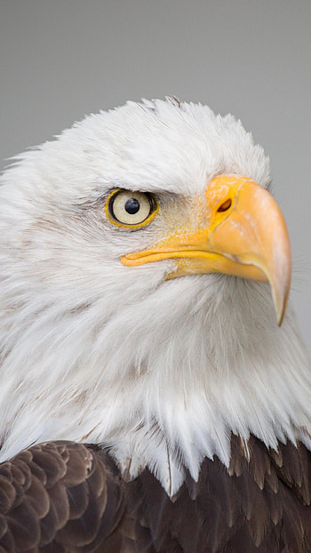 Bald, Eagle HD phone wallpaper