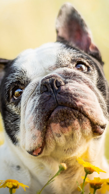 French Bulldog, Alpha coders, JPG , Animal graphy HD phone wallpaper
