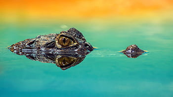 A crocodile eye peeks above water with vibrant reflections, emphasizing its predatory nature. HD wallpaper