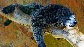 Binturong, Bearcat, Sleep, Cuddly HD wallpaper