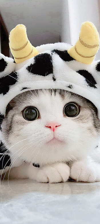 Cute Cat, eye, nose HD phone wallpaper
