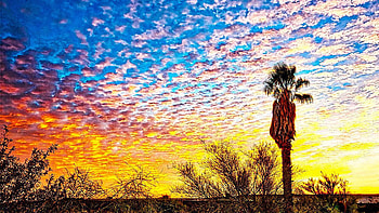 Sunset in the Sonora, Arizona, palm, plants, colors, desert, sky, usa HD wallpaper