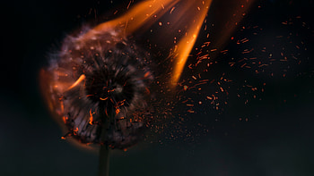 Dandelion on fire, creative, black, fantasy, dandelion, orange, fire HD wallpaper