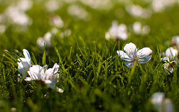 Flowers, Grass, Macro, Small HD wallpaper