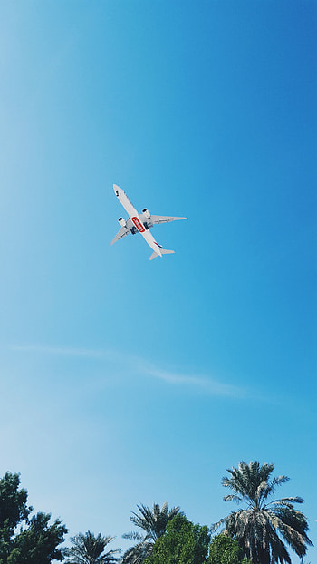 Nature, Sky, Palms, Flight, Tropics, Plane, Airplane HD phone wallpaper