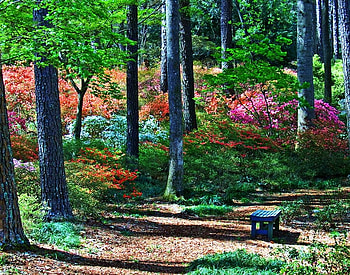 Time to reflect, colorful, bench reflect, plants, trees, flowers, woodland HD wallpaper
