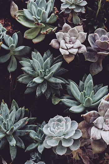 Top view of various green and purple succulents showcasing detailed leaf patterns and colors. HD phone wallpaper