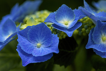 Close-up, Hydrangea HD wallpaper