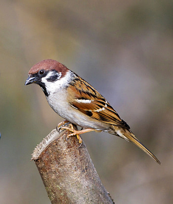 Tree sparrow, Passer montanus, Finch bird HD phone wallpaper