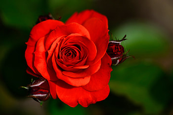 Red rose, Bud, Flower, Bokeh, Rose HD wallpaper
