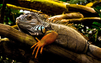 Iguana on a branch, Animal HD wallpaper