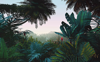 Palms, Jungles HD wallpaper