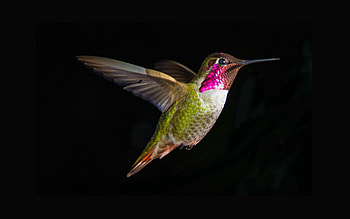 Animals, Humming-Birds, Bird, Flight, Wave, Sweep HD wallpaper