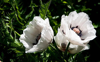 White Poppy, Stunning natural , , Jooinn HD wallpaper