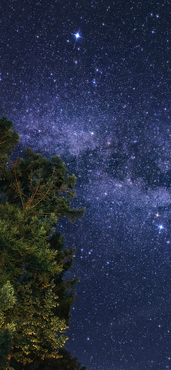 Starlit Canopy — Night Nature , nature, night HD phone wallpaper