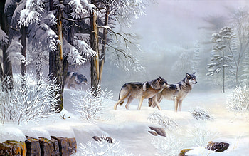 Snow, Wolves, Wolf, Animal, Winter HD wallpaper