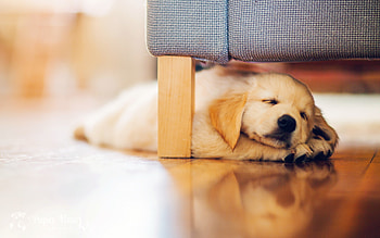 Animals, Dogs HD wallpaper