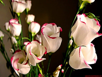 Red trim, white, flowers, green HD wallpaper
