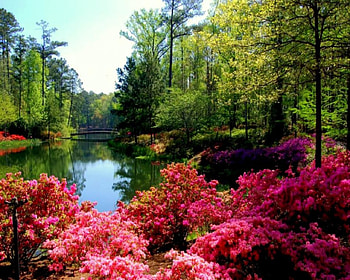 Amazing nature, trees, peace, flowers, birds HD wallpaper