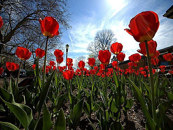 happy, poppies HD wallpaper