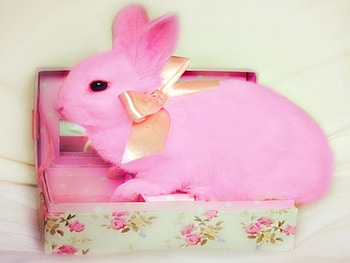 The Gift : PINK Bunny , Pet, Sweet, Bow, Gift, Bunny, Pink, Cute HD wallpaper