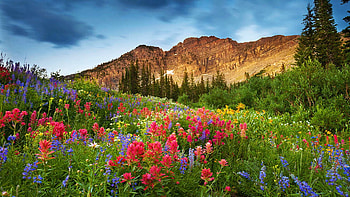 Albion Basin in Northern Utah, wildflowers, blossoms, landscape, clouds, sky, mountains, usa HD wallpaper