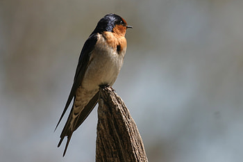 Tree swallows , , Animals and birds, Nature-themed HD wallpaper