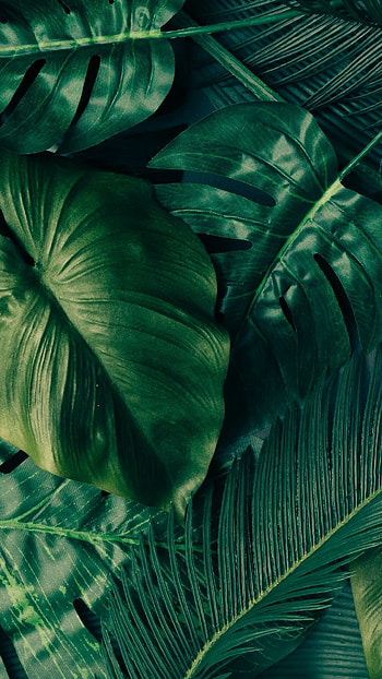 Tropical leaves, Vibrant HD phone wallpaper