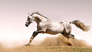 Animals, Grass, Dust, Bounce, Jump, Horse HD wallpaper